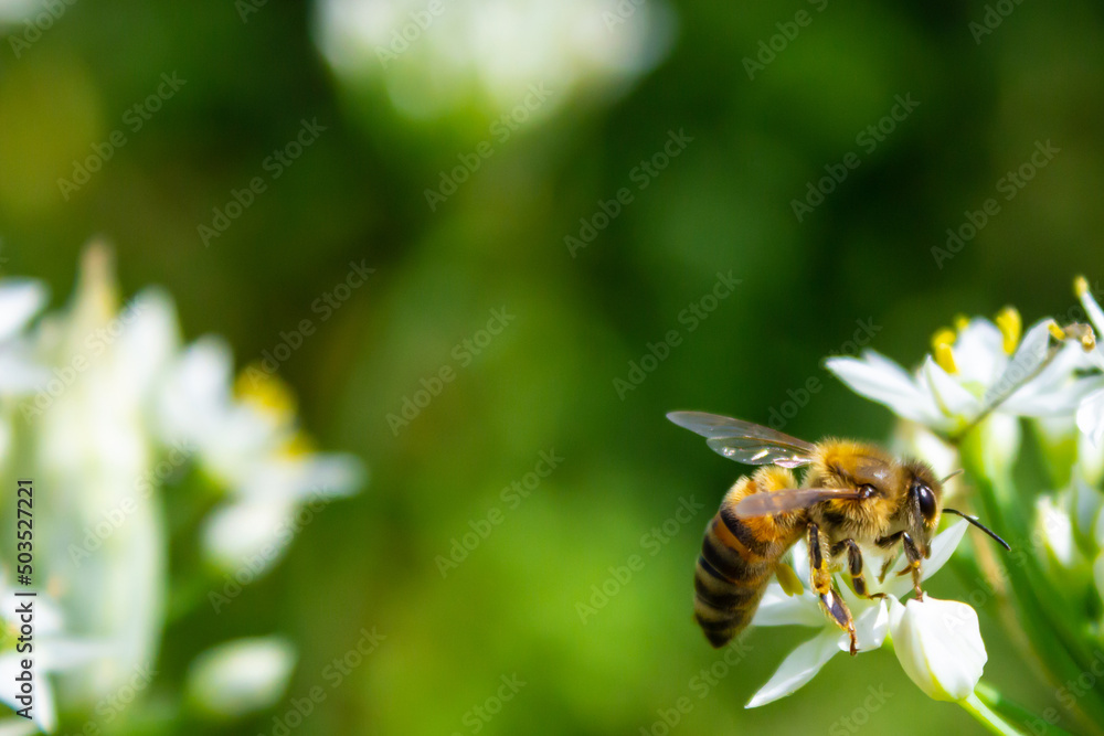 Honey bee apis mellifera on white flower while collecting pollen on green blurred background close up macro. Honey bee apis mellifera on white flower while collecting pollen on green blurred background close up macro.