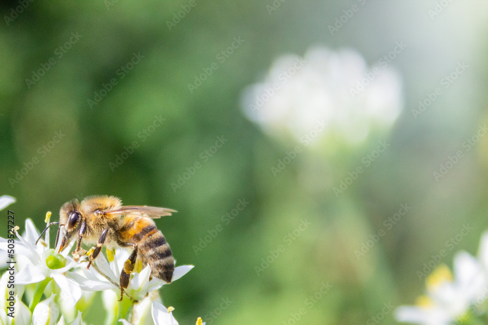 Honey bee apis mellifera on white flower while collecting pollen on green blurred background close up macro. Honey bee apis mellifera on white flower while collecting pollen on green blurred background close up macro.