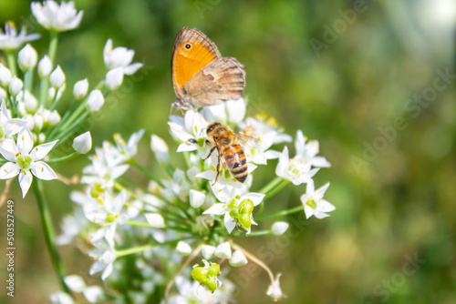 Honey bee Apis mellifera pollinating white flower on the background of a butterfly Coenonympha pamphilus close up macro on green blurred background