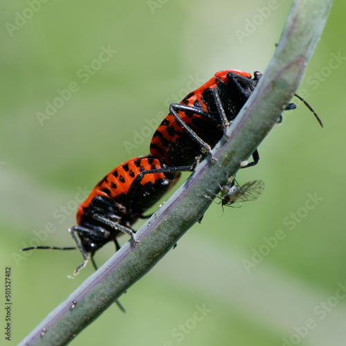 Gendarme - Pyrrhocoris apterus - accouplement photo