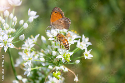 Honey bee Apis mellifera pollinating white flower on the background of a butterfly Coenonympha pamphilus close up macro on green blurred background