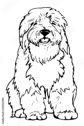 Vector illustration of black and white bobtail. Hand drawn dog.