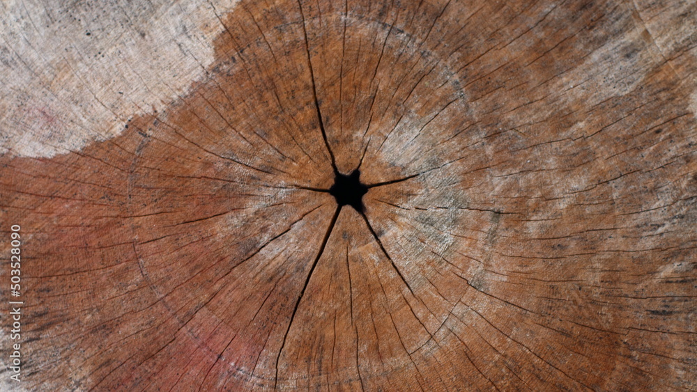 cut wood texture, close-up, for background.