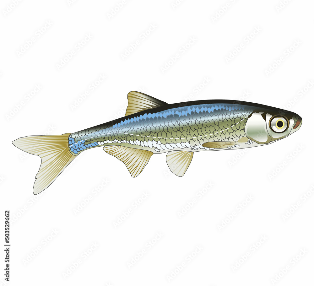 Raster illustration of a small minnow fish. Isolated realistic freshwater  little fish (Leucaspius delineatus). Stock Illustration