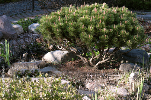 Pinus mugo "Mops" growing in a garden in a spring sunny day