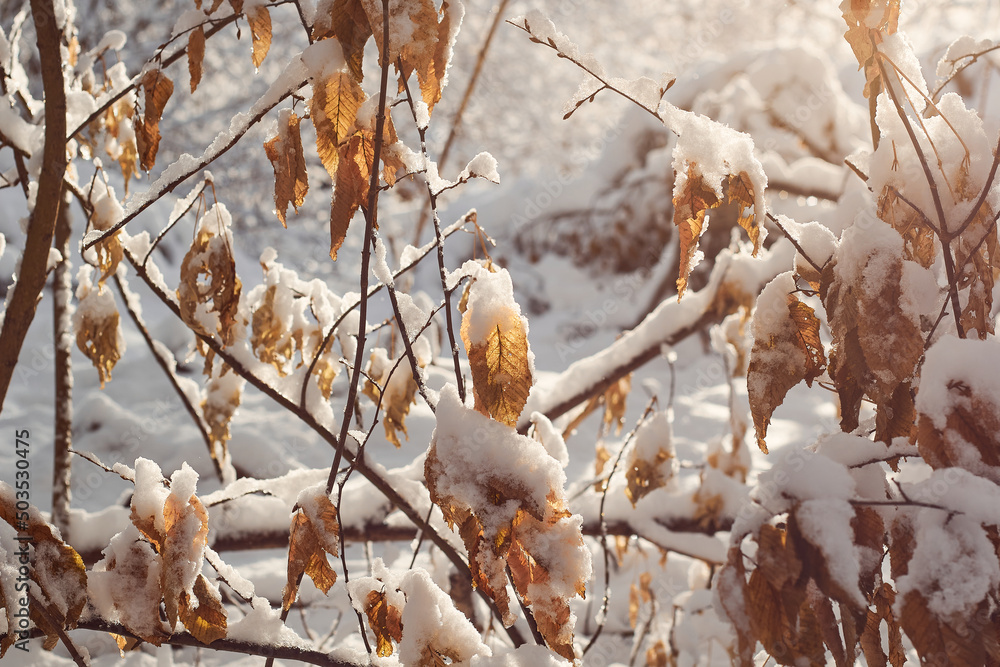 Hornbeam tree leaves covered with snow. Fresh big snow on the branches of a hornbeam tree. Hornbeam tree leaves covered with snow. Fresh big snow on the branches of a hornbeam tree.