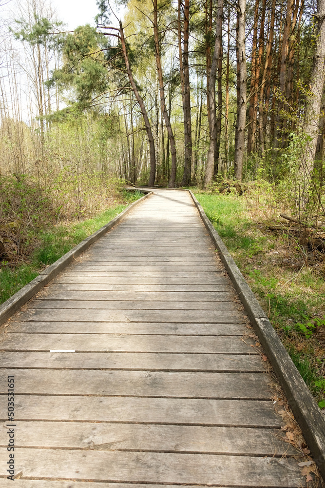 educational footpath through the swamp in Poleski National Park in Poland educational footpath through the swamp in Poleski National Park in Poland