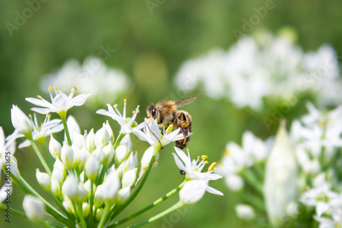 Honey bee apis mellifera on white flower while collecting pollen on green blurred background close up macro.