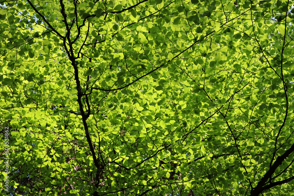 Wald, Laubwald, Bäume, Buchen, Eichen, Laubbaum, Frühling, Baumstamm, Rinde, Natur Wald, Laubwald, Bäume, Buchen, Eichen, Laubbaum, Frühling, Baumstamm, Rinde, Natur