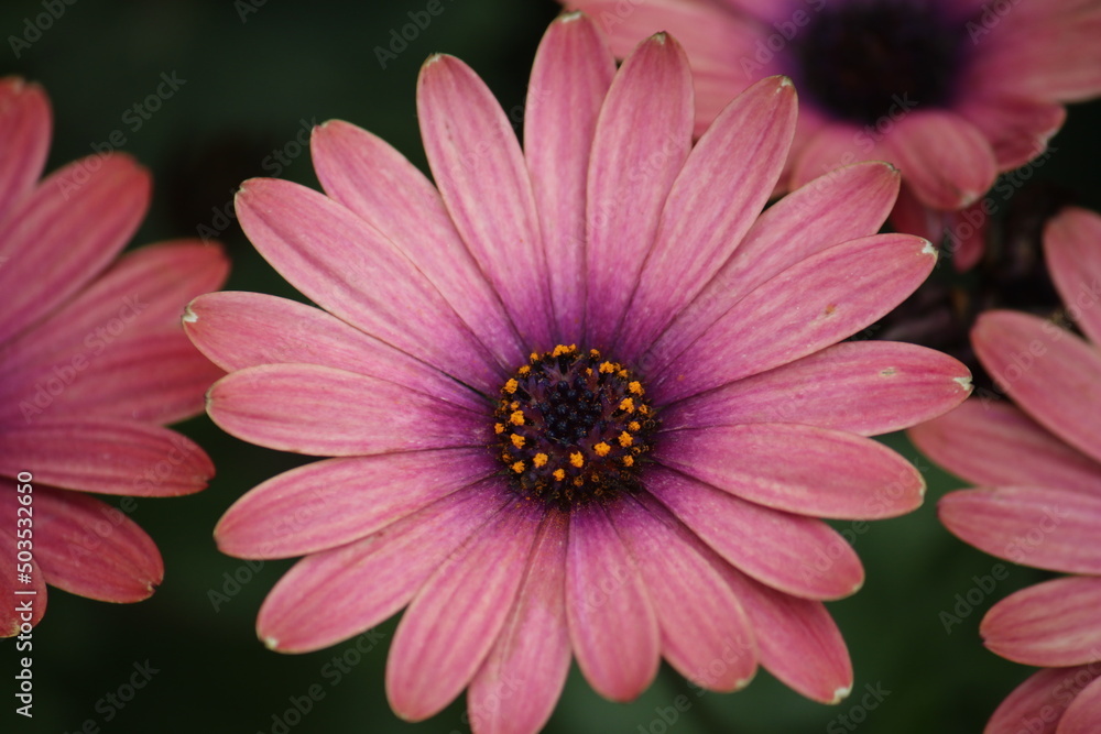 Fototapeta premium pink flower