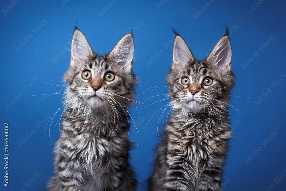 two Maine Coon Kittens on a dark blue background. cat portrait in photo studio two Maine Coon Kittens on a dark blue background. cat portrait in photo studio
