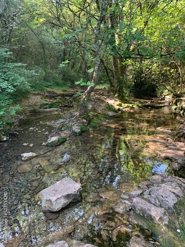 Forêt ardèche Font vive