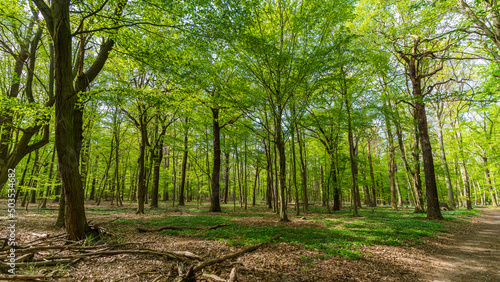 A green deciduous forest in spring