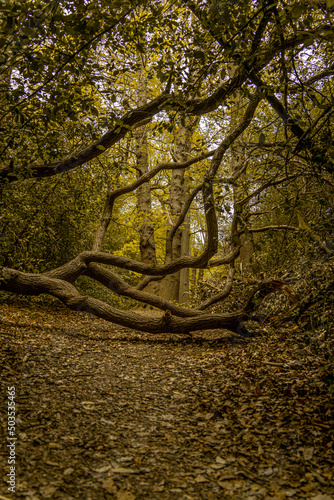 autumn in the forest