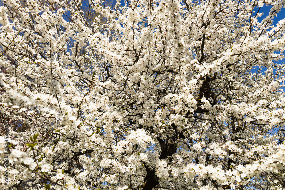 Cherry plum or Myrobalan - Prunus cerasifera blooming in the spring Cherry plum or Myrobalan - Prunus cerasifera blooming in the spring