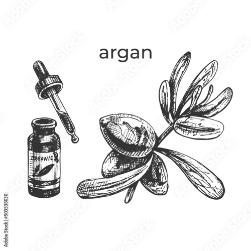 711_аrgan Argan fruit icon, argan tree branch with seeds, argan oil skincare and cosmetics vector botanical illustration, food and cosmetics packaging design elements, organic oil jar, pipette