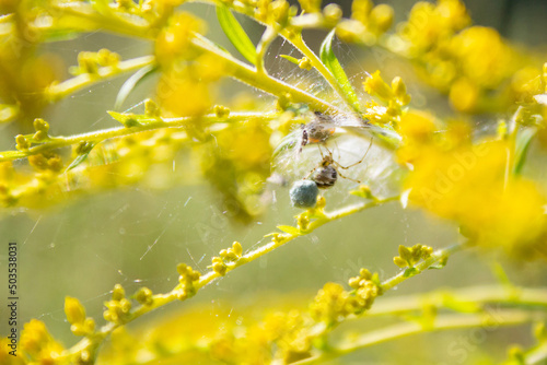 Spider nest with eggs in the web on a flower of Solidago canadensis (known as Canada goldenrod or Canadian goldenrod) close up macro