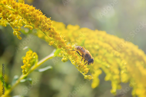 Eristalis tenax - hoverfly, also known as the drone fly (or "dronefly") sitting on a flower of Solidago canadensis (known as Canada goldenrod or Canadian goldenrod)