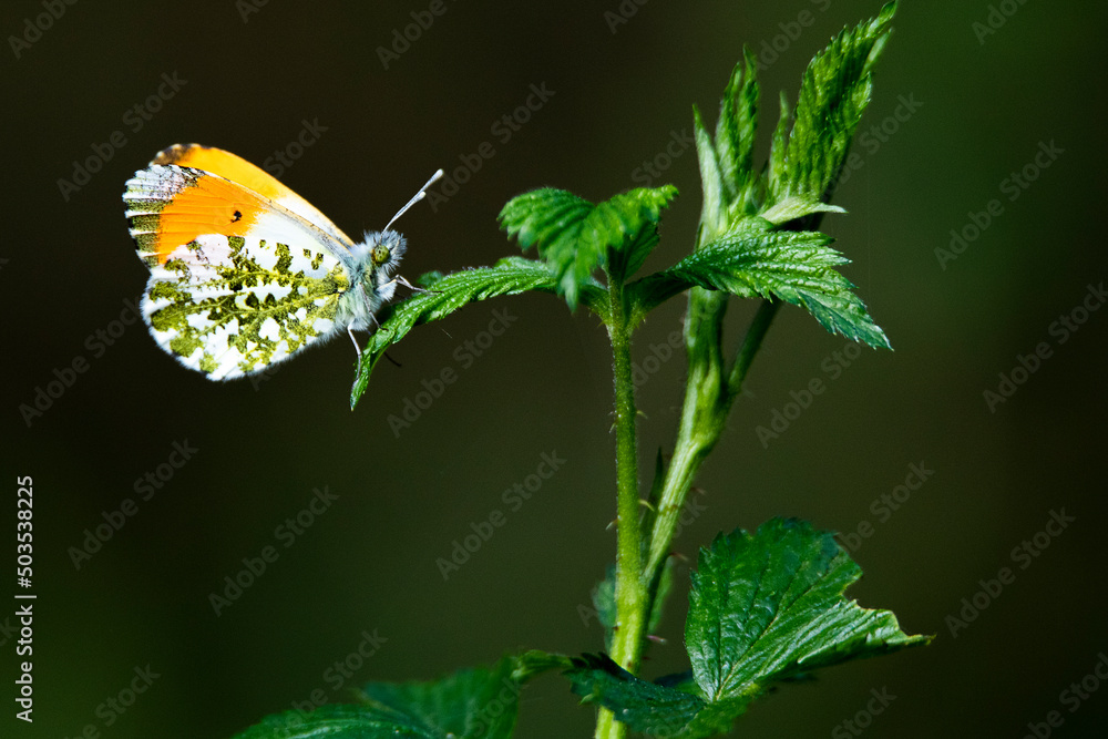 Motyl