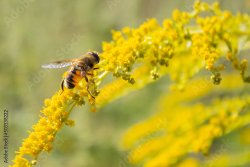 Eristalis tenax - hoverfly, also known as the drone fly (or "dronefly") sitting on a flower of Solidago canadensis (known as Canada goldenrod or Canadian goldenrod) © Olha Trotsenko