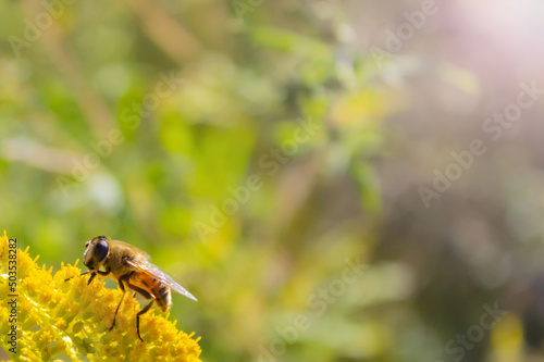 Eristalis tenax - hoverfly, also known as the drone fly (or "dronefly") sitting on a flower of Solidago canadensis (known as Canada goldenrod or Canadian goldenrod) © Olha Trotsenko