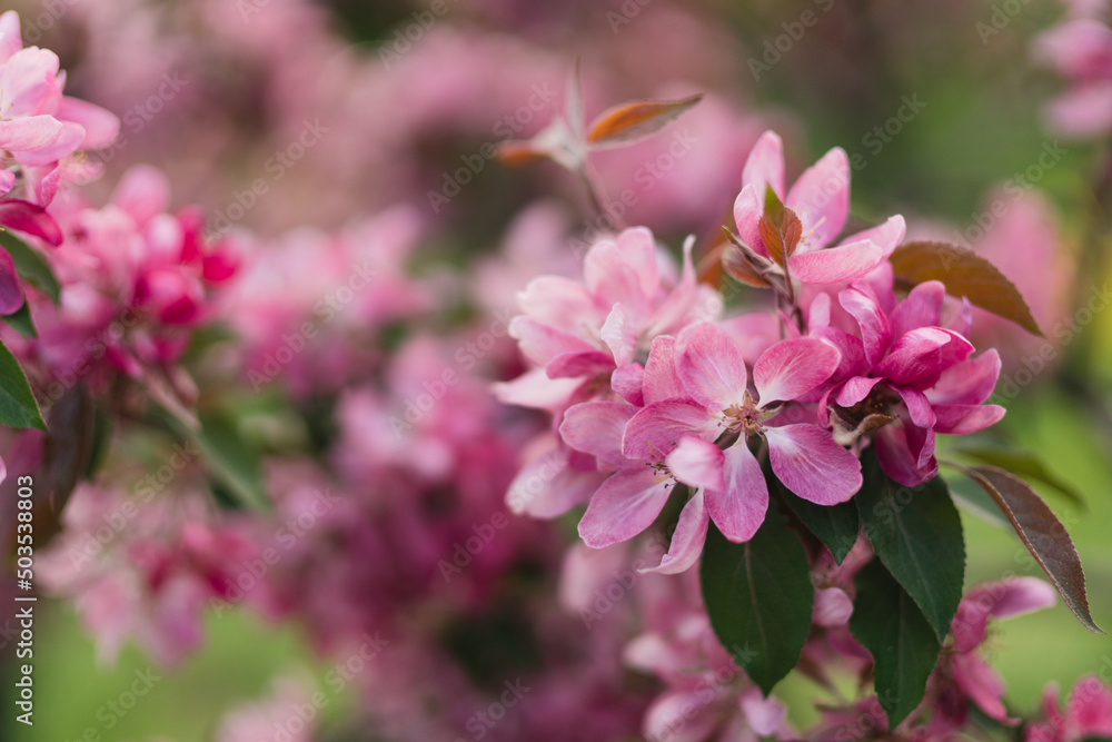 Closeup of a fruit tree pink blossom in spring. Beautiful nature background with copy space. Freshness, art, inspiration, beauty concept. Closeup of a fruit tree pink blossom in spring. Beautiful nature background with copy space. Freshness, art, inspiration, beauty concept.
