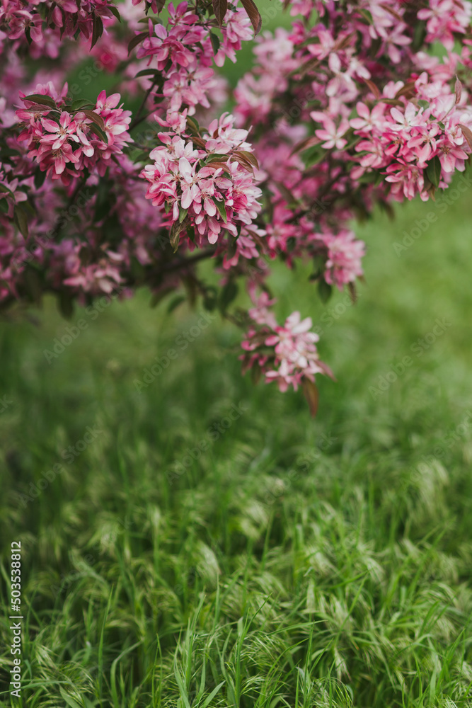 Closeup of a fruit tree with pink blossom and green grass in spring. Beautiful nature background with copy space. Freshness, art, inspiration, beauty concept. Closeup of a fruit tree with pink blossom and green grass in spring. Beautiful nature background with copy space. Freshness, art, inspiration, beauty concept.