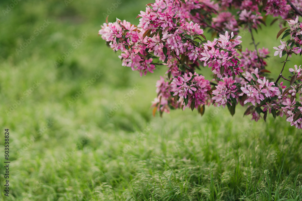 Closeup of a fruit tree with pink blossom and green grass in spring. Beautiful nature background with copy space. Freshness, art, inspiration, beauty concept. Closeup of a fruit tree with pink blossom and green grass in spring. Beautiful nature background with copy space. Freshness, art, inspiration, beauty concept.