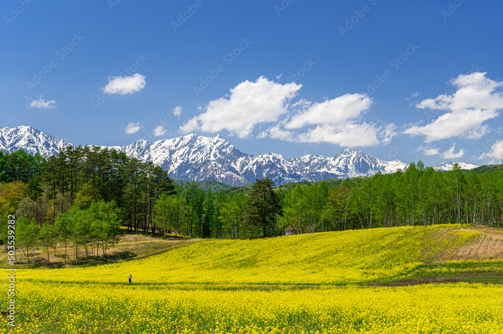 菜の花が咲く中山高原と山岳風景