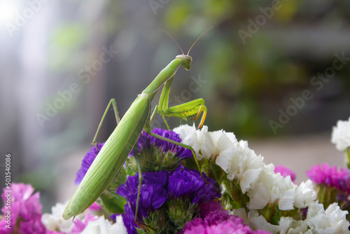 Macro of Female European Mantis or Praying Mantis, Mantis Religiosa. Green praying mantis. It sits on colored wild flowers