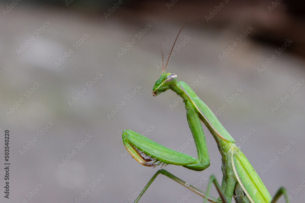 Macro of Female European Mantis or Praying Mantis, Mantis Religiosa. Green praying mantis. It sits on colored wild flowers Macro of Female European Mantis or Praying Mantis, Mantis Religiosa. Green praying mantis. It sits on colored wild flowers