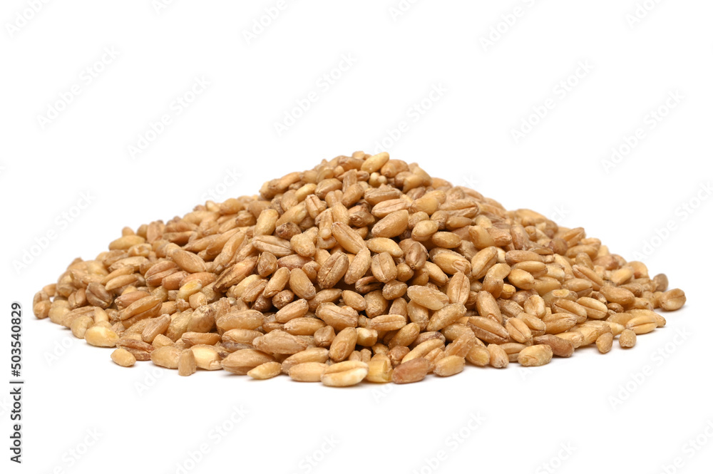 Emmer wheat (hulled wheat) Emmer wheat (hulled wheat)