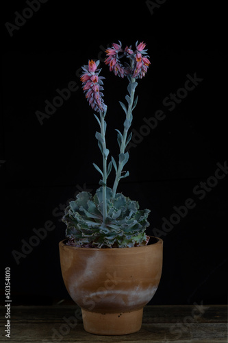 Mexican hens chicks (Echeveria shaviana Pink Frills)	 photo