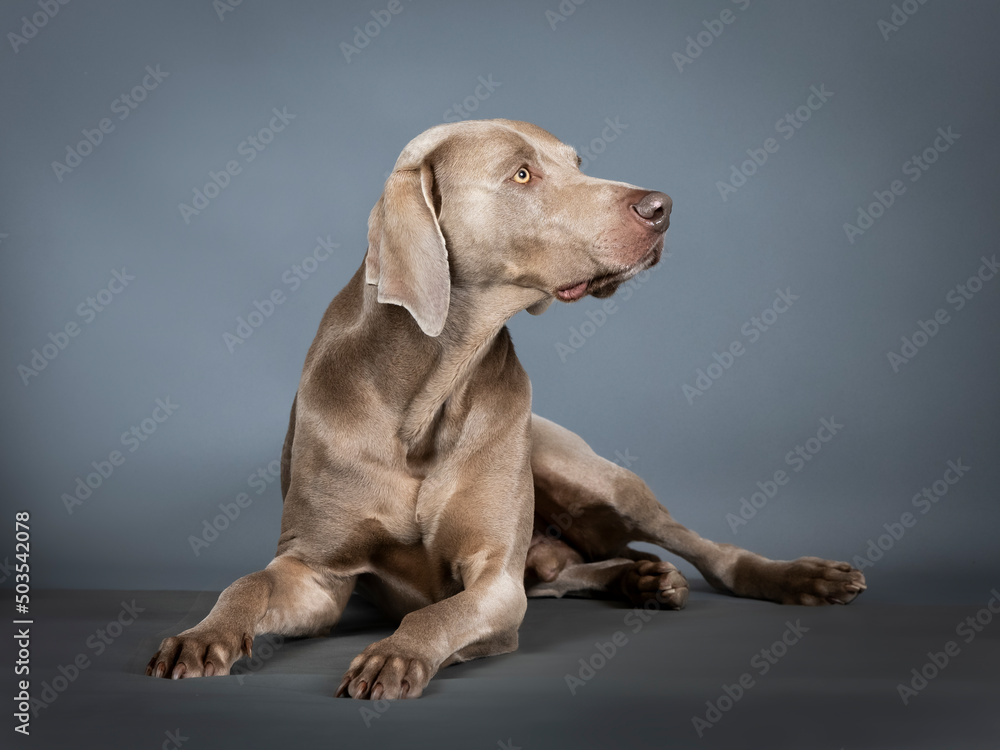 Weimaraner lying in a photography studio Weimaraner lying in a photography studio