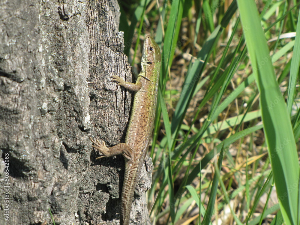 Sand Lizard (Lacerta agilis) on a Tree Sand Lizard (Lacerta agilis) on a Tree