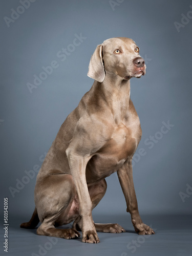 Weimaraner sitting in a photo studio