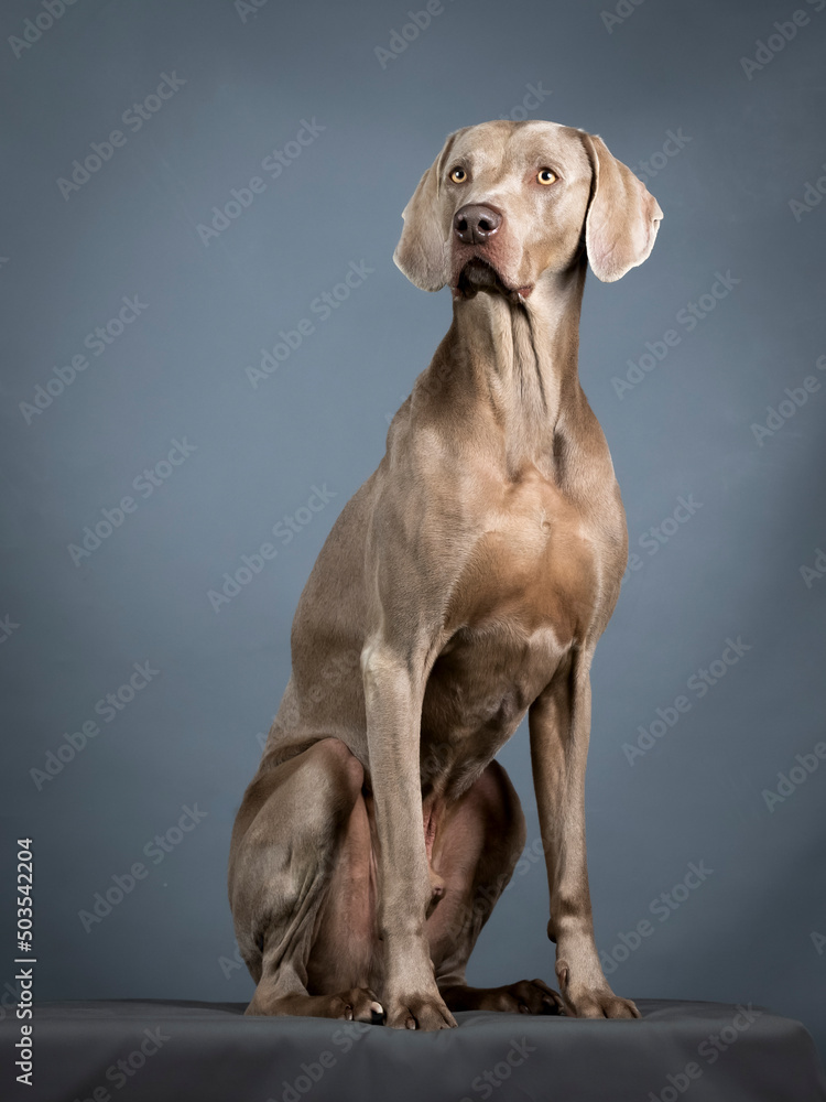 Weimaraner sitting in a photo studio Weimaraner sitting in a photo studio