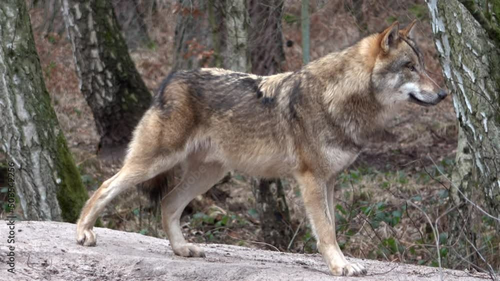 Der Europäische Wolf
(Canis lupus lupus) Der Europäische Wolf
(Canis lupus lupus)