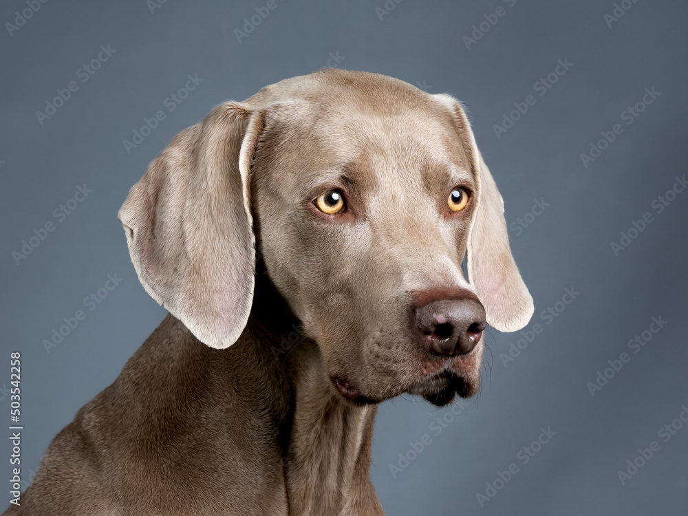 Portrait of a Weimaraner in a photography studio