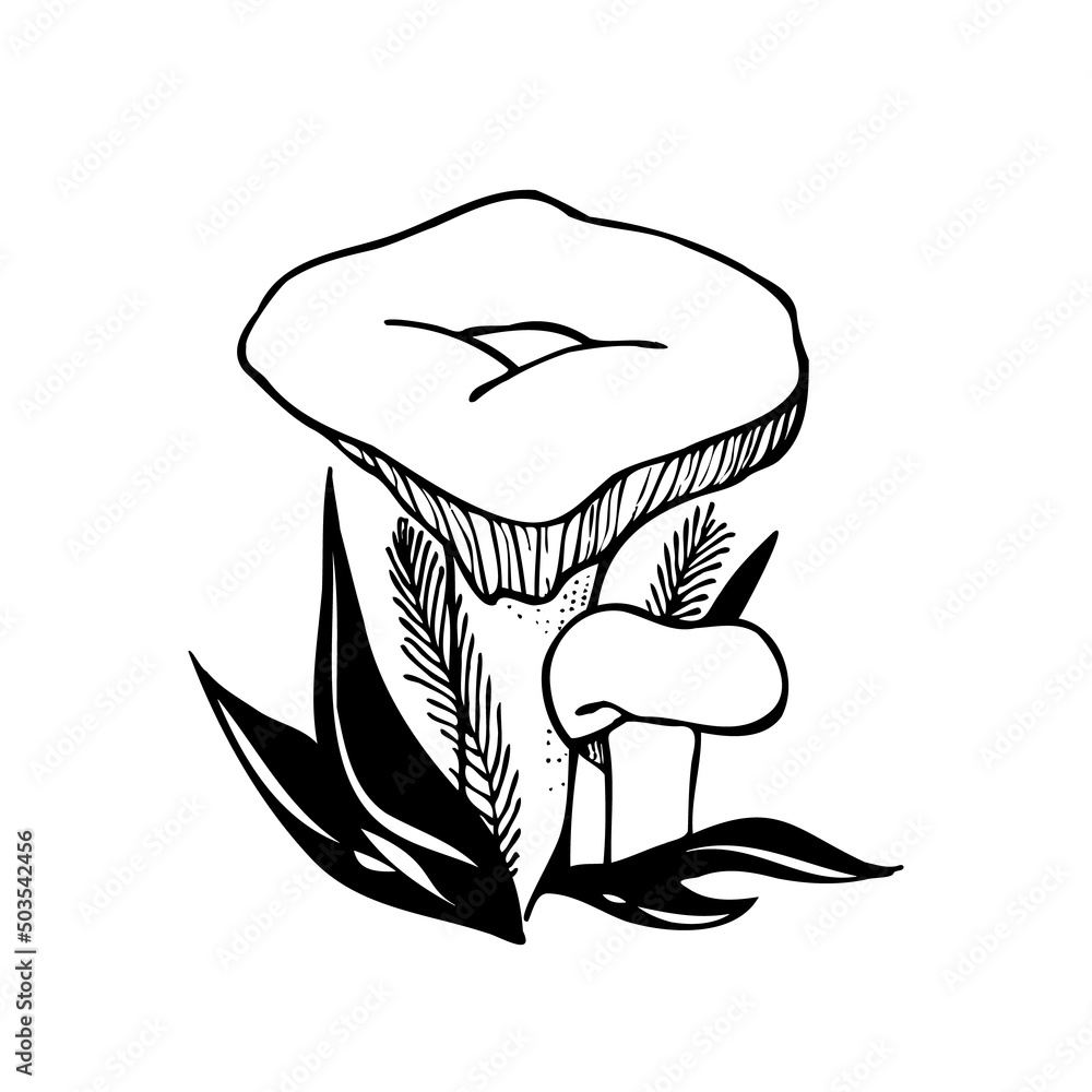 Milk mushrooms. Edible mushrooms with leaves and grass in the forest. Idea for packaging, coloring. Milk mushrooms. Edible mushrooms with leaves and grass in the forest. Idea for packaging, coloring.