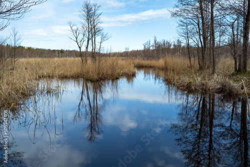 swamp tourist trail. spring in Sloka Lake walking trail. Latvia. Landscape. Baltic. Soft focus