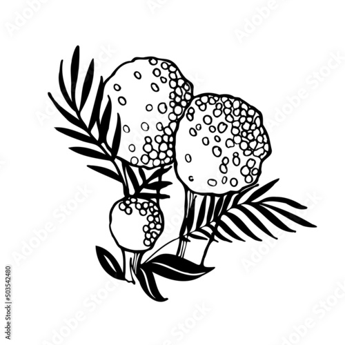 Puffball Mushroom. Black and white vector image of edible mushrooms in the forest.