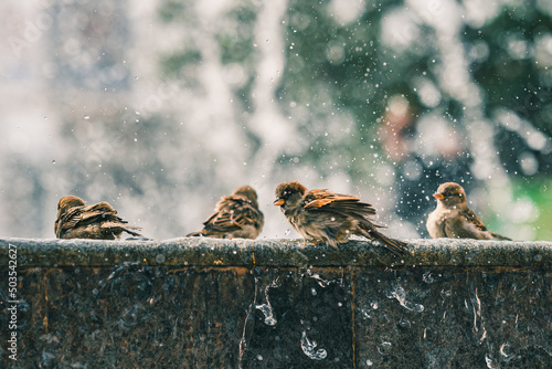 Canvas Print Little sparrows on a stone surface enjoying the water from a fountain