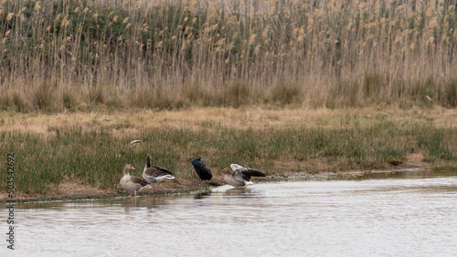 country goose on the bank of the river