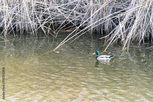 duck in the water photo