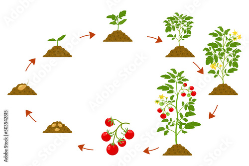 Development cycle of tomatoes. Botanical illustration of cultivation sequence of nightshade family