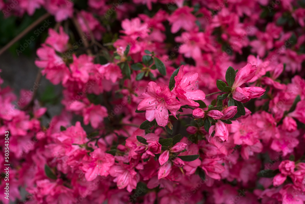 Closeup of pink azaleas flowers in a public garden