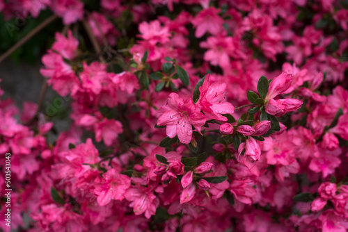 Closeup of pink azaleas flowers in a public garden