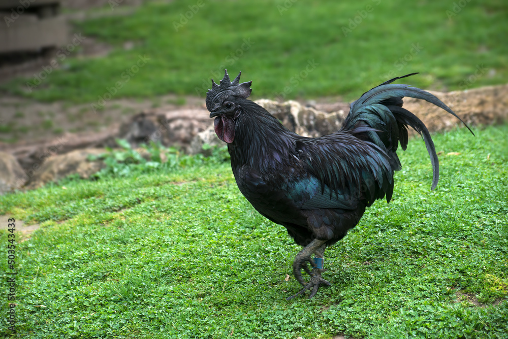 Fototapeta premium Portrait of black cock walking in a farm