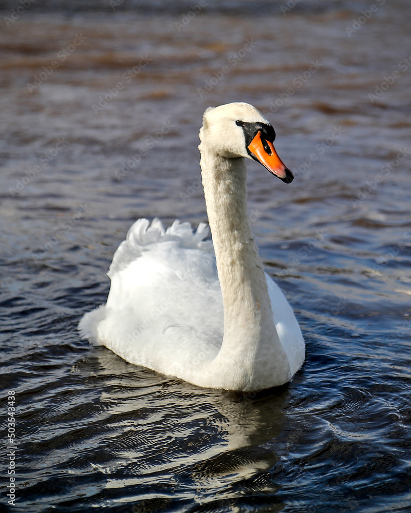 Obraz premium Ein Schwan schwimmt im Wasser